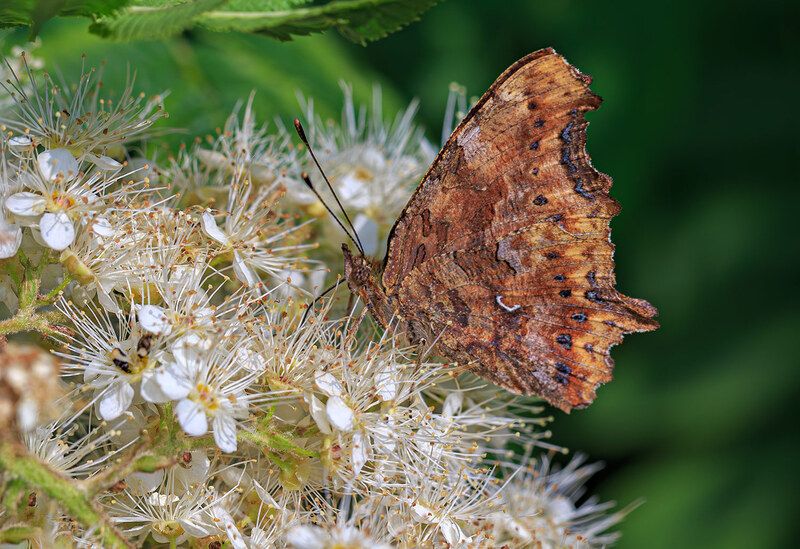 насекомые, бабочка, нимфалида, углокрыльница, лето, июль * * * фото превью