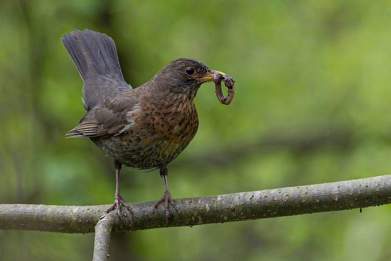 черный дрозд, дрозд, птицы, гнездо Черный дрозд фото превью
