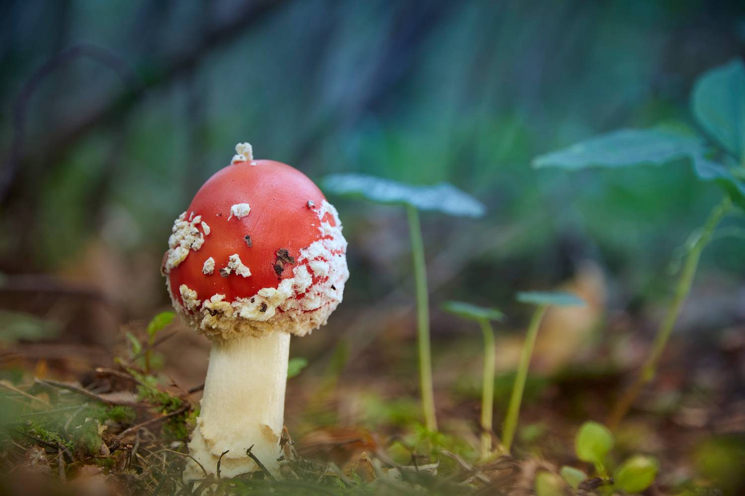 гриб, мухомор, Валерий Вождаев