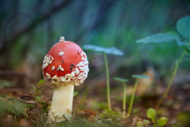 Мухоморчик фото превью