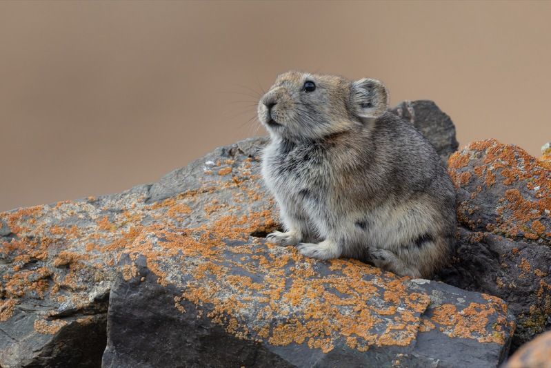 пищуха, алтай, сеноставка Сеноставка фото превью