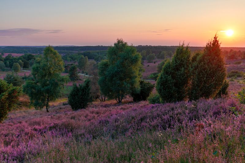 Lüneburg Heath, Germany фото превью
