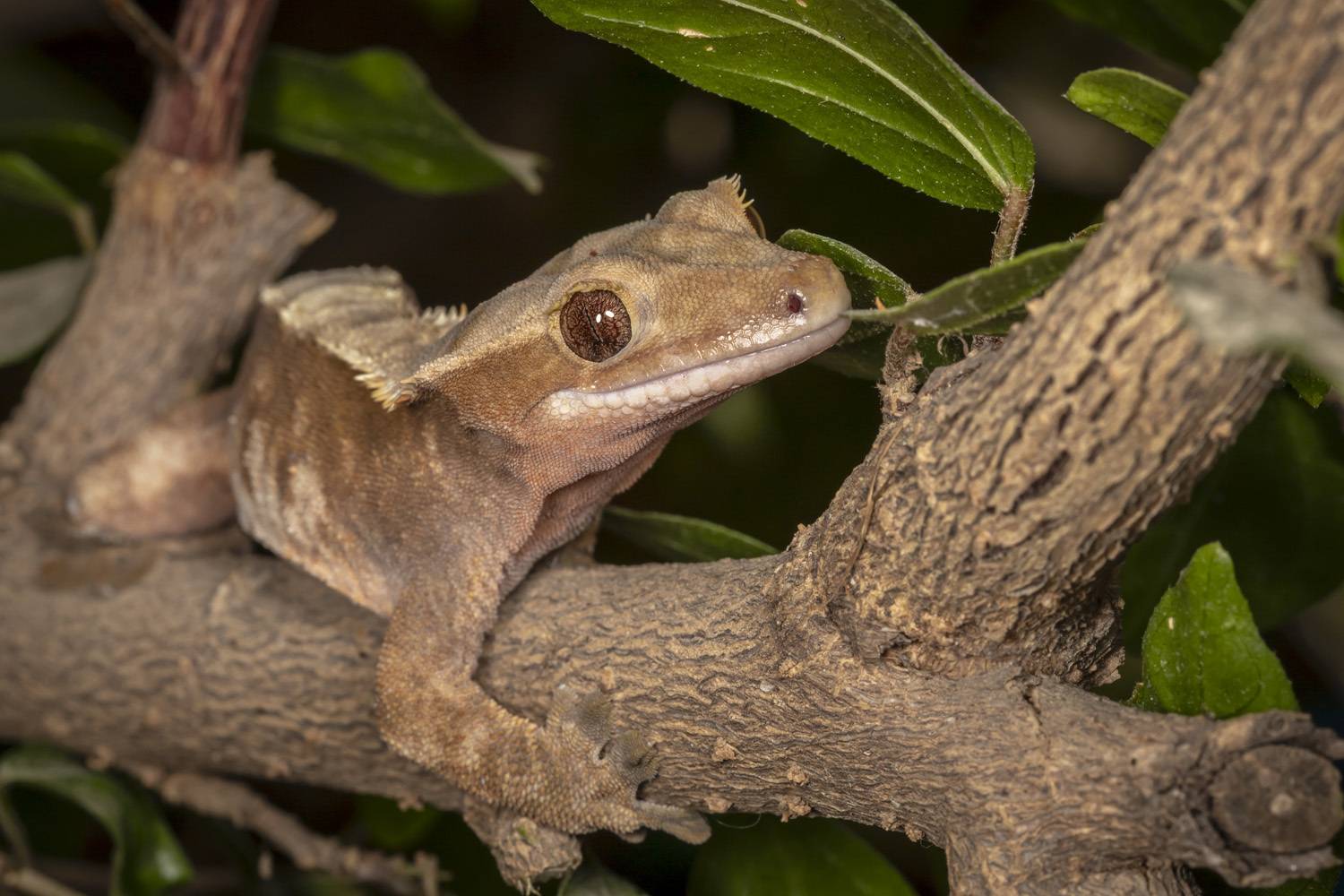 lizard, animals, pets, tree, Nikolay Tatarchuk