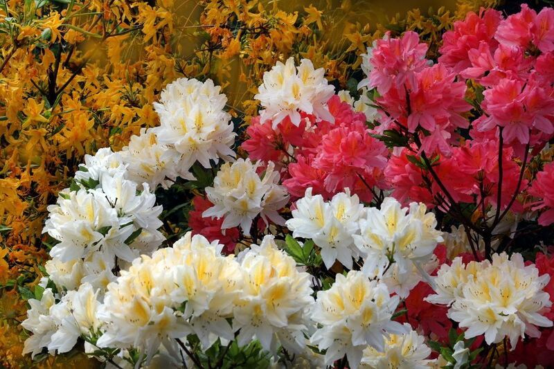 рододендроны фото превью