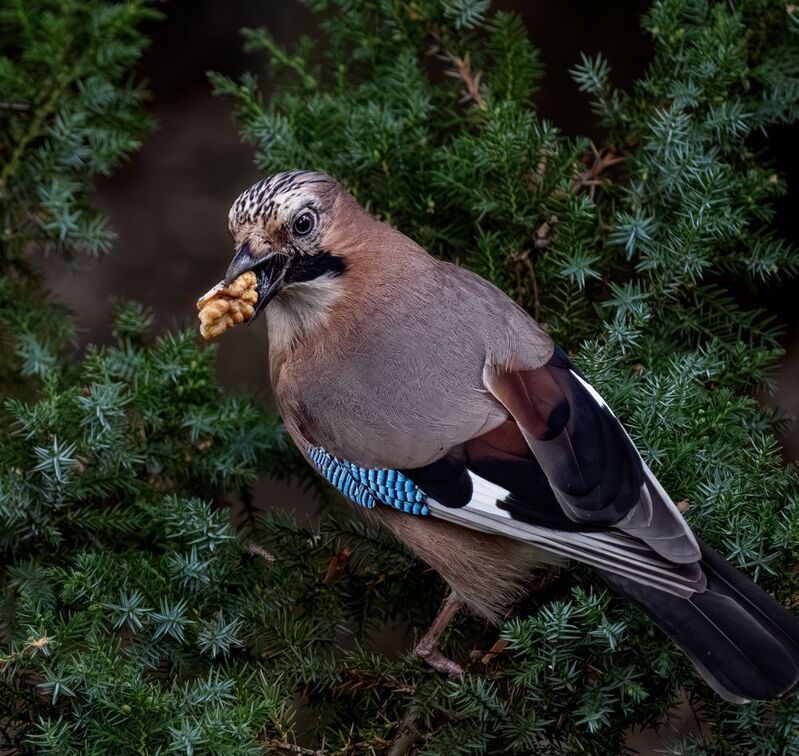 Сойка с орешком фото превью