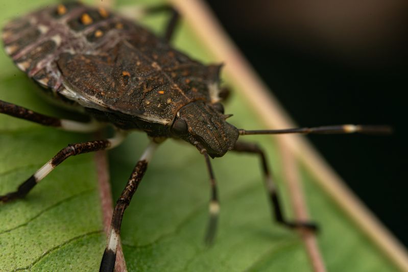 Halyomorpha halys фото превью