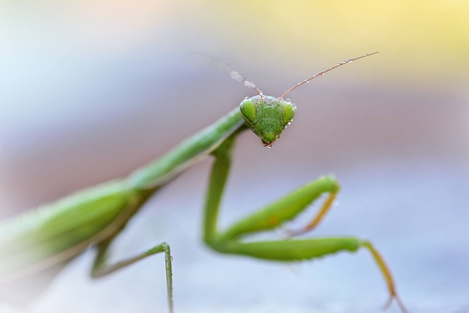 , Калёв Сергей