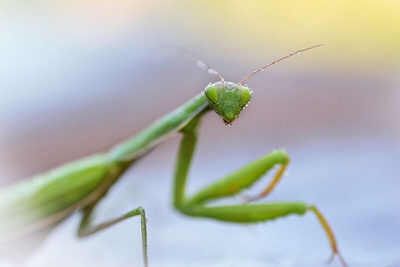 Застыл фото превью