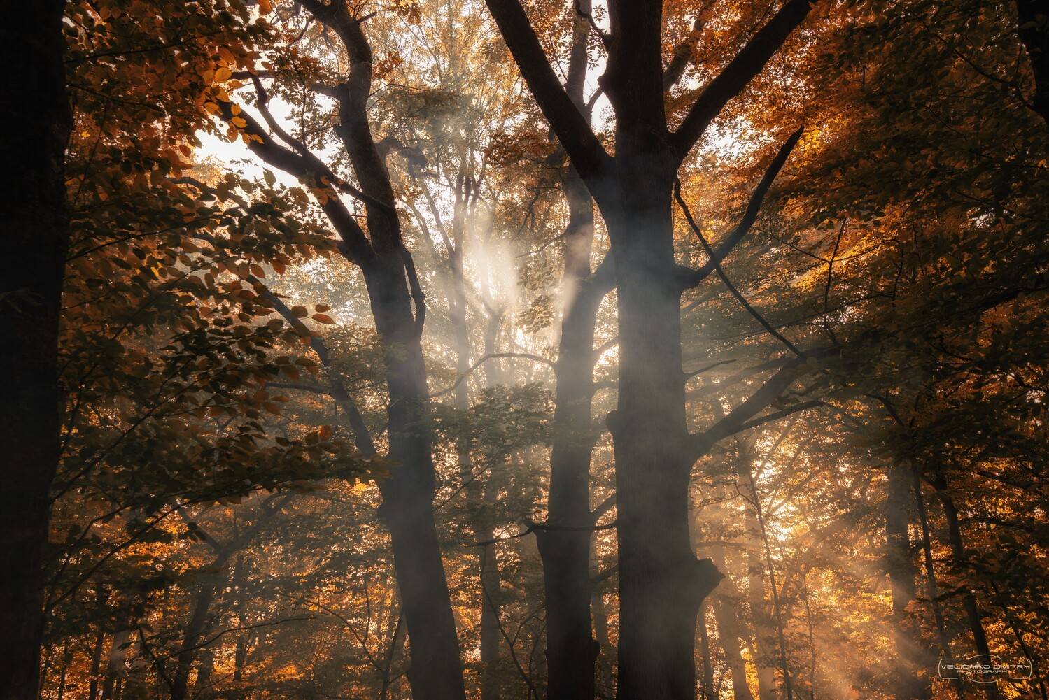 , Дмитрий Величко