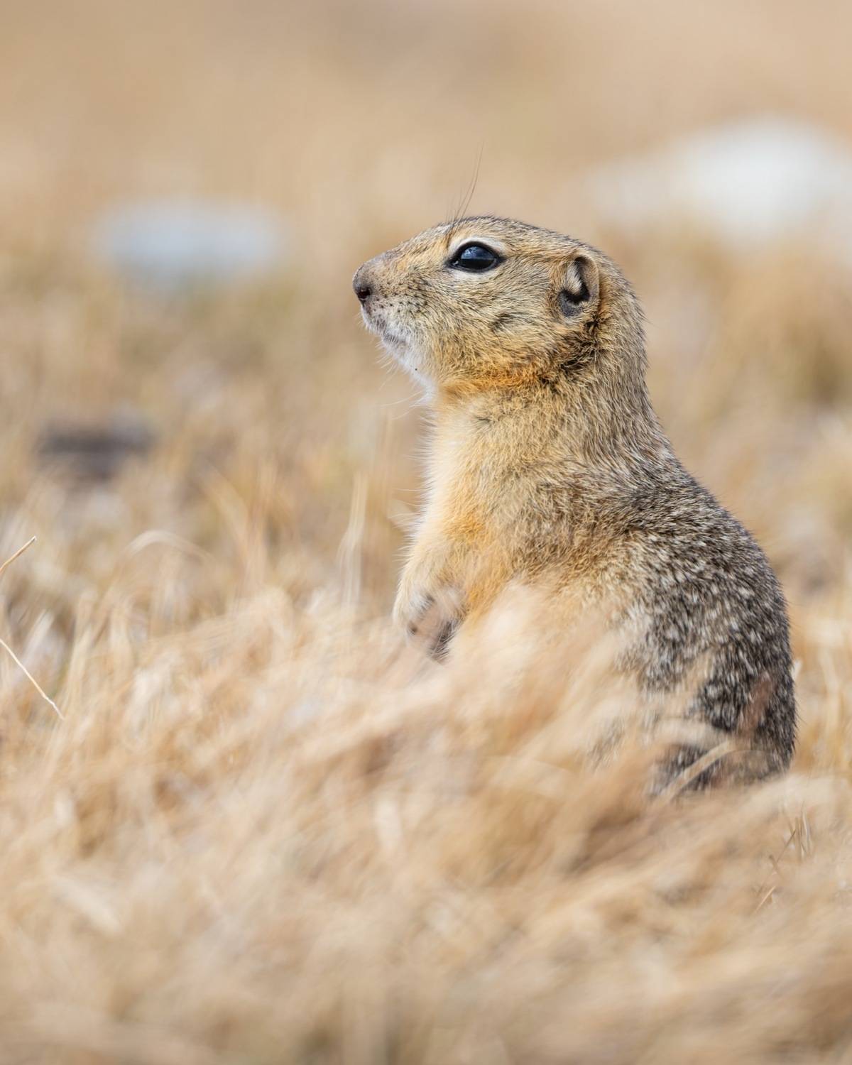 степь, суслик, алтай, длиннохвостый суслик, Ruslan Pl