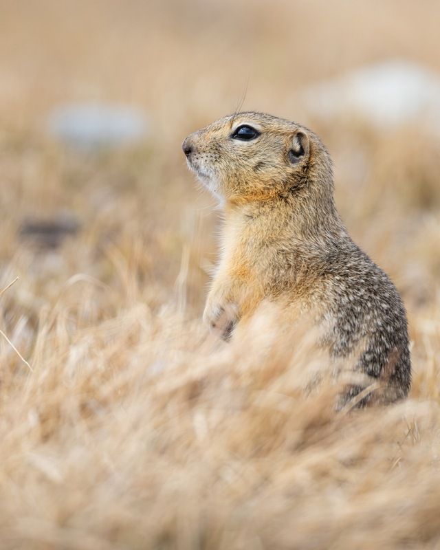 степь, суслик, алтай, длиннохвостый суслик Длиннохвостый суслик фото превью