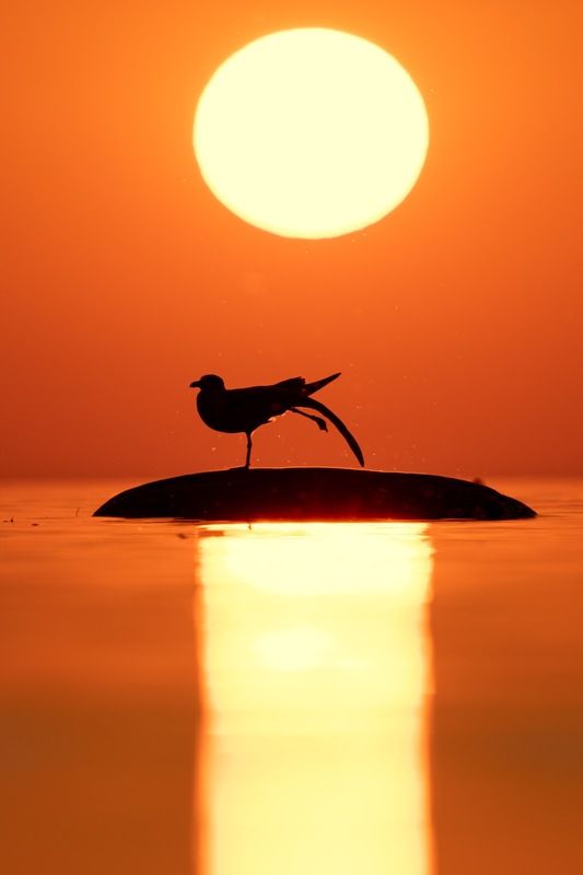 приветствие солнцу, сурья намаскар, закат, чайка, финский залив Приветствие Солнцу / Сурья намаскар фото превью