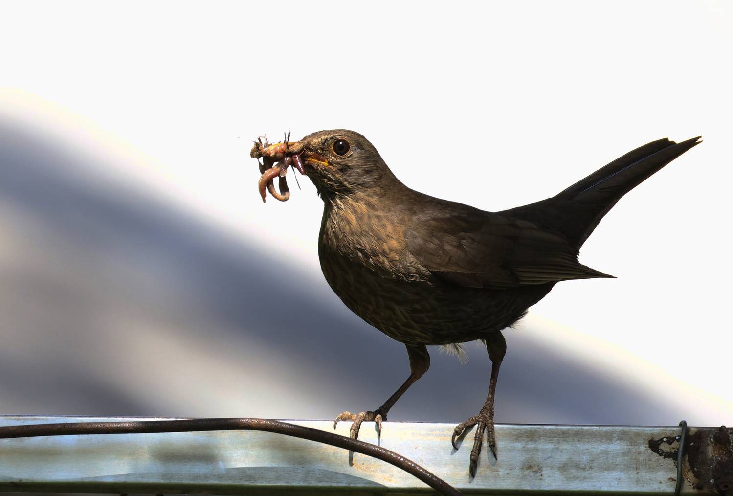 серый дрозд,дрозд,, Magov Marat