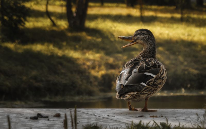 +++ фото превью