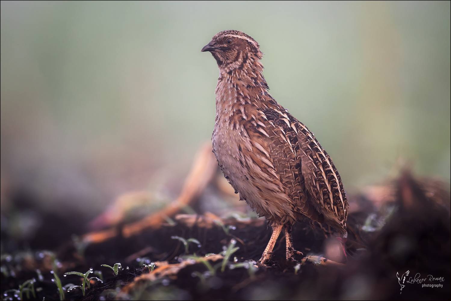 , Лобанов Роман
