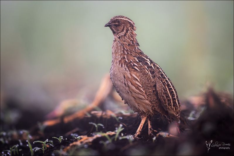 Хозяин поля фото превью