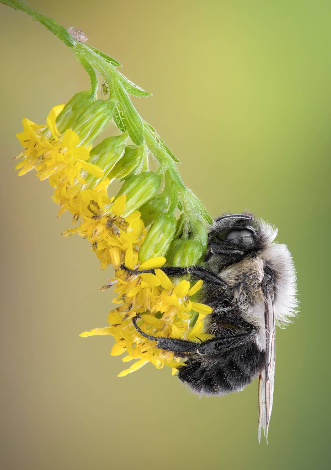 bee, bumblebee, insect, fall, autumn, stink bug, macro, leaves, season, seasons, camouflage, camouflaged, flower, floral, pink, Atul Saluja