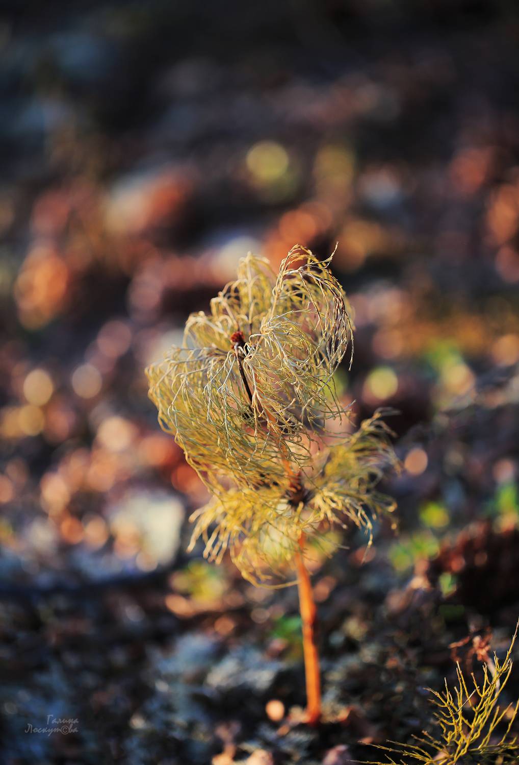 хвощ, осень, вечер, боке, ветер, Галина Лоскутова