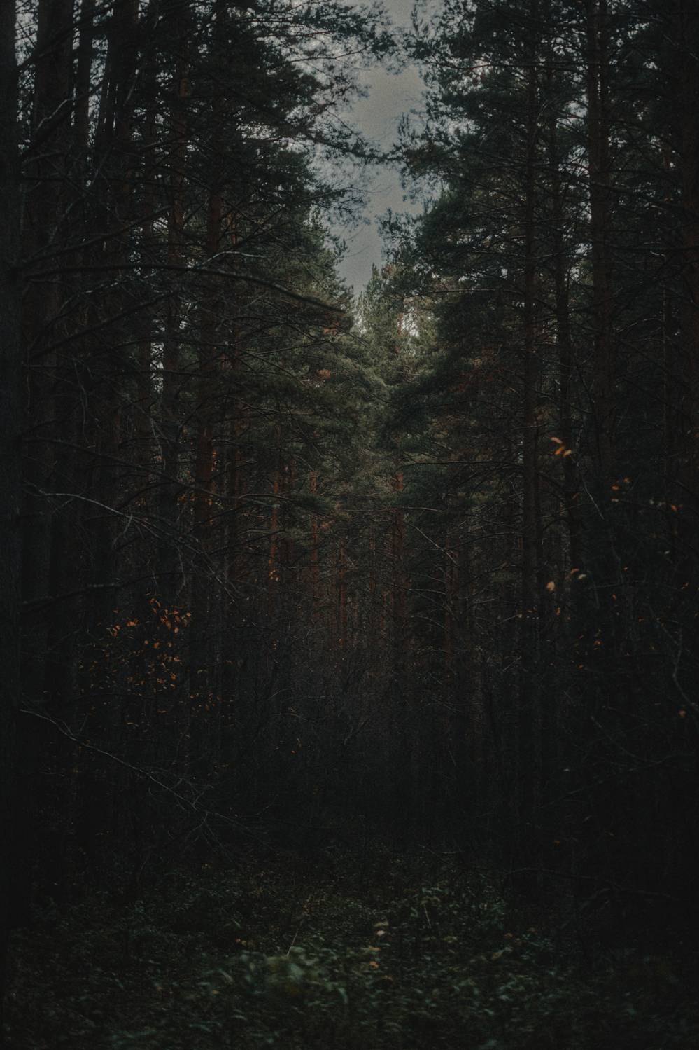 лес, сосны, сумерки, Виктор Гагарин