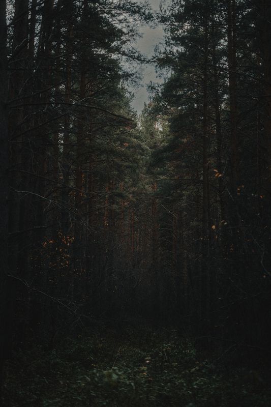 лес, сосны, сумерки После заката фото превью