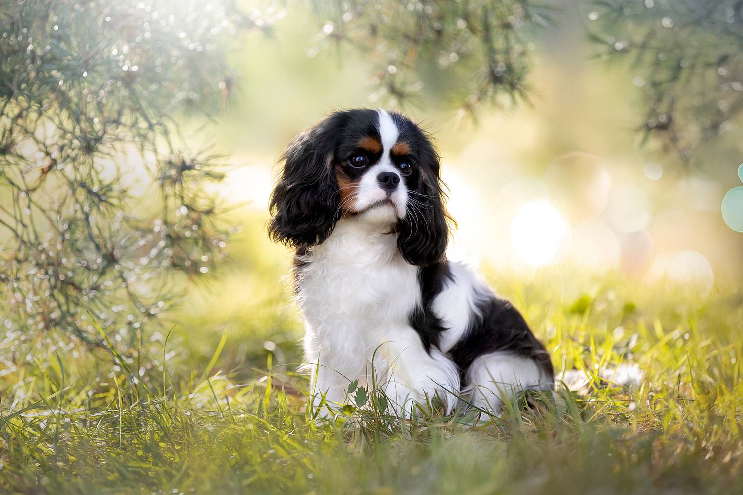 , Светлана Писарева