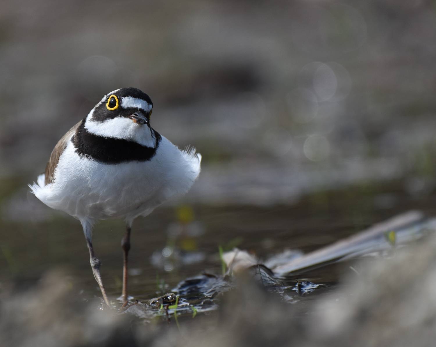 , Герчев Николай