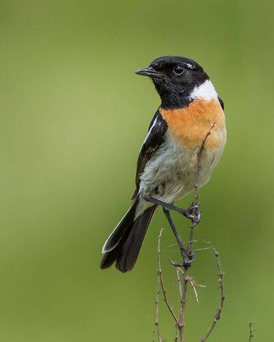 Чекан черноголовый