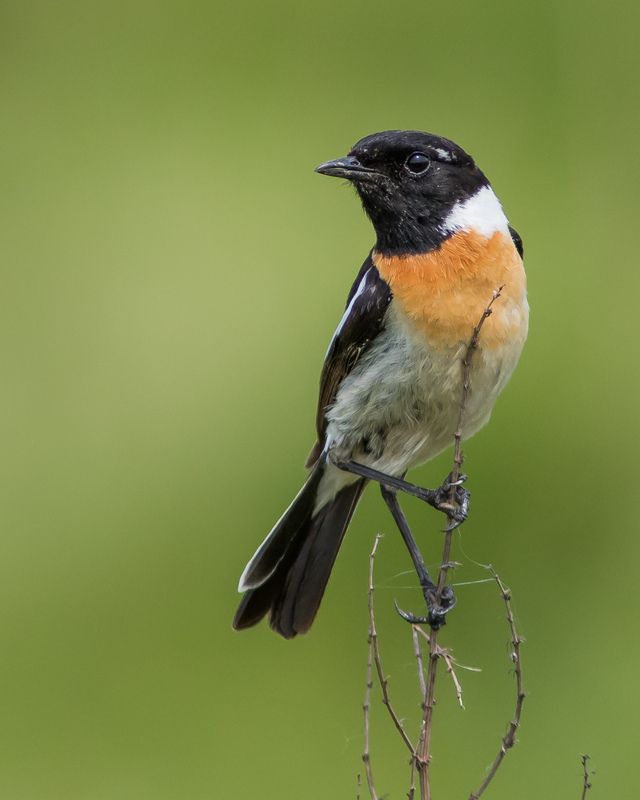 чекан черноголовый Чекан черноголовый фото превью