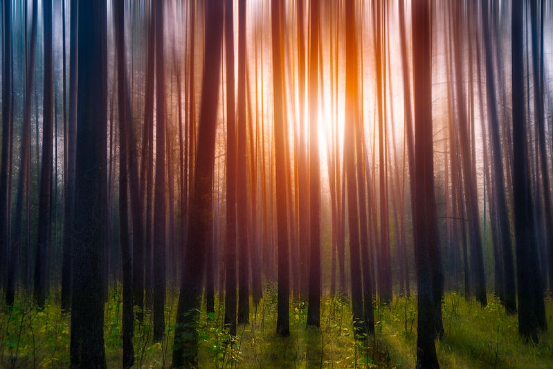 Утро в сосновом бору фото превью