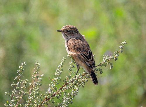 Молодой чекан. (2 ФОТО)
