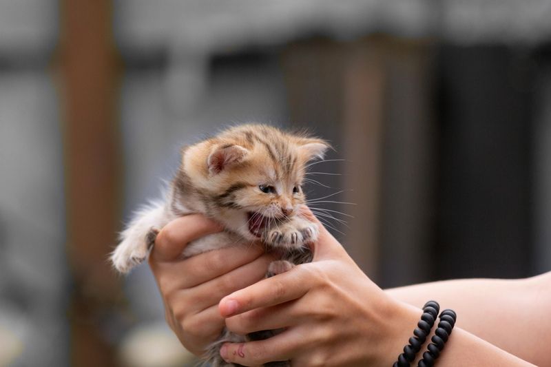 котенок - бенгал Отдам в добрые руки. фото превью