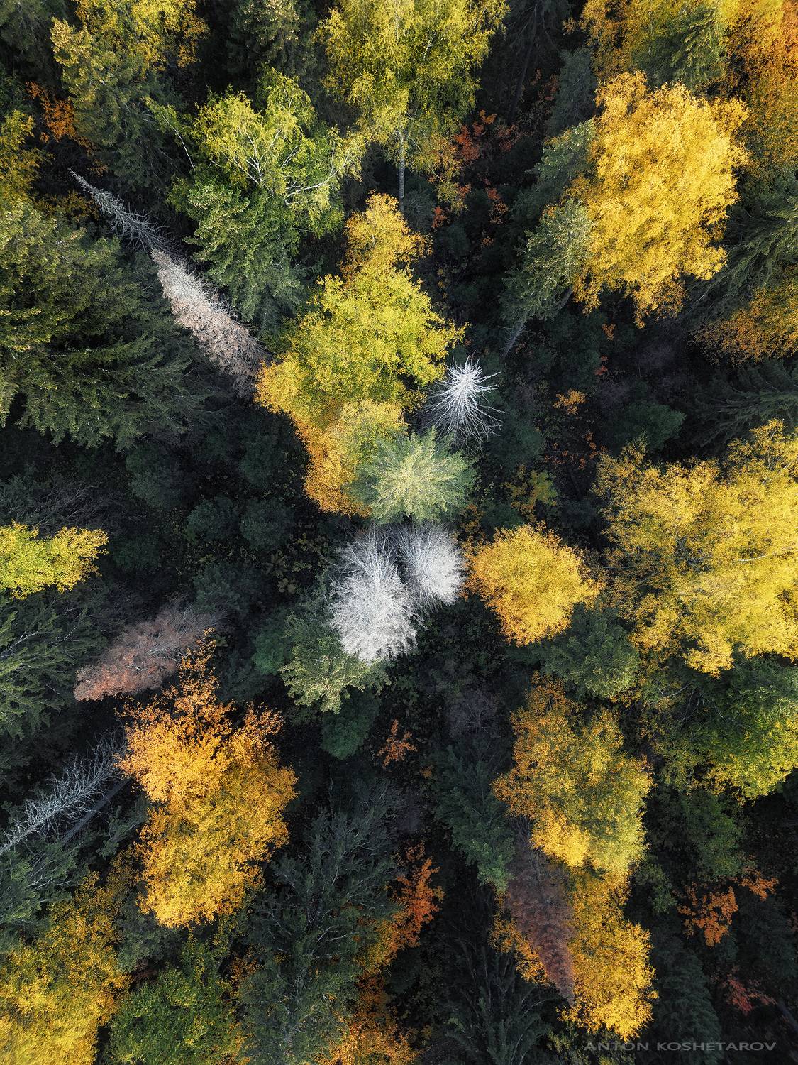 , Антон Кошетаров