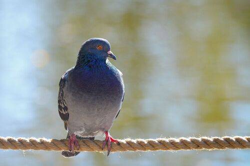 Канатоходец