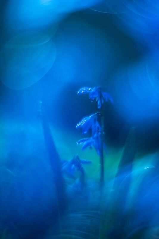 пролеска, синий, боке, блики *** фото превью