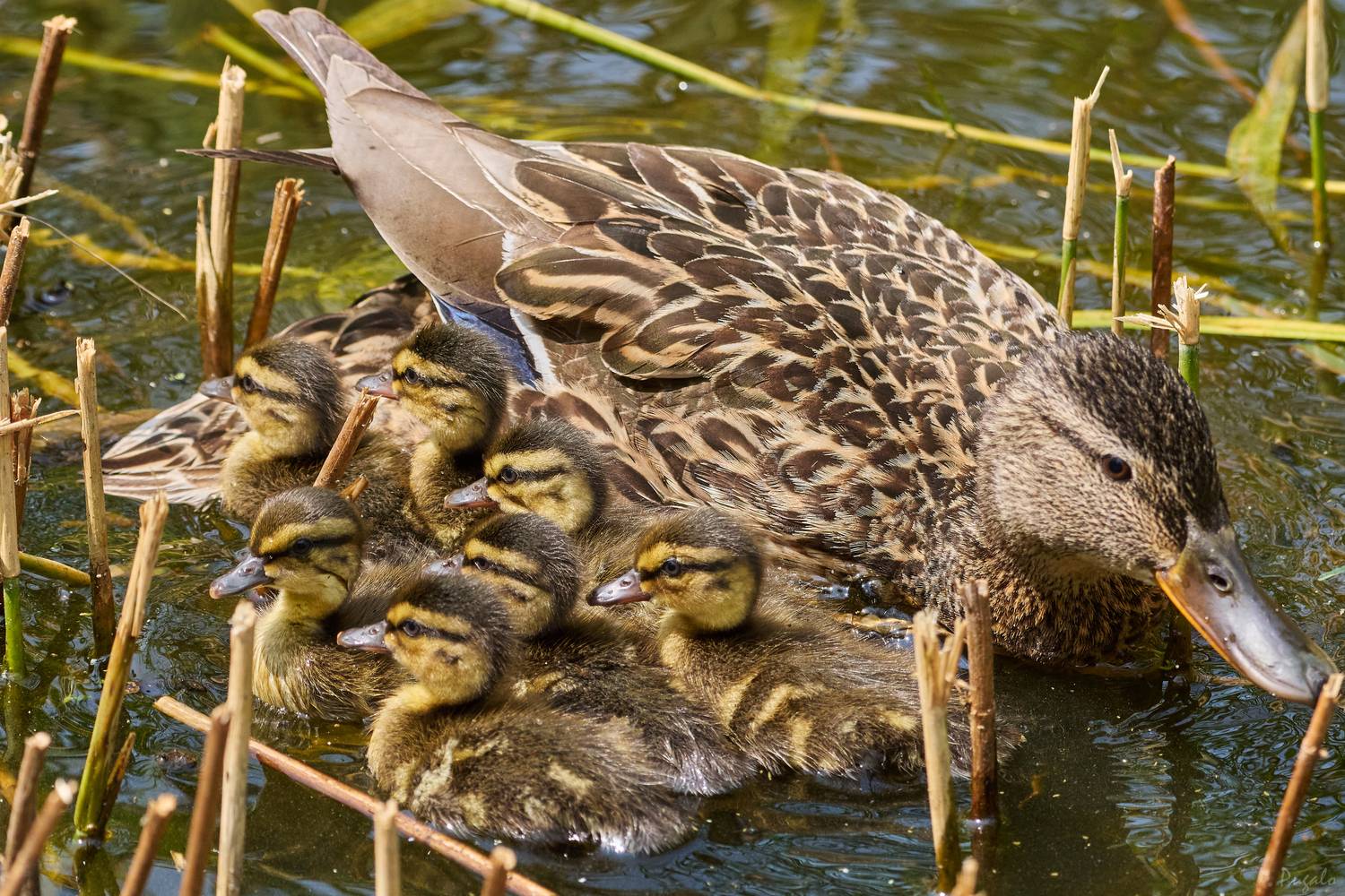 , Полина Шальнева