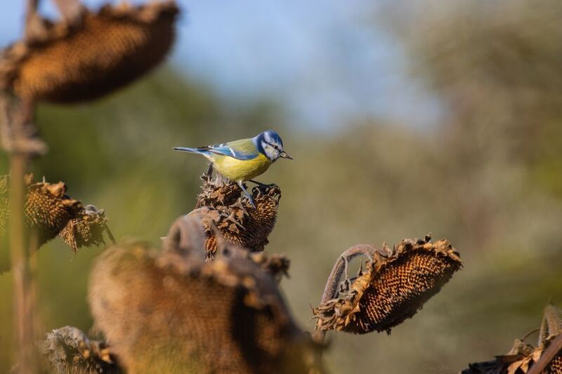 Когда есть, что поесть фото превью