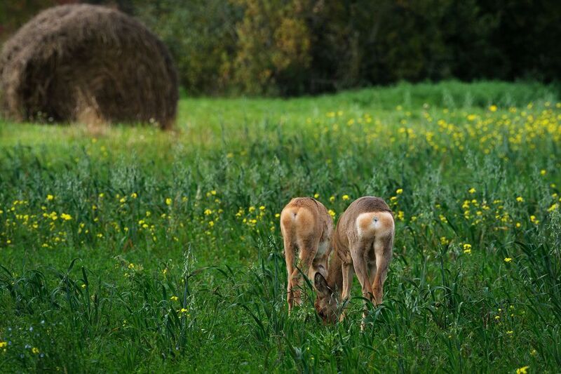 Интимный пейзаж фото превью