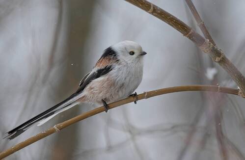 Длиннохвостый