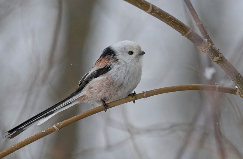 синица, ополовник, птицы, весна, лето, осень, фотоохота Длиннохвостый фото превью