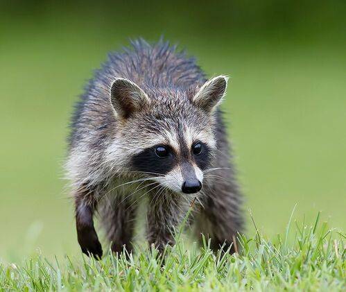 Young Raccoon. Малыш - Енот-полоскун