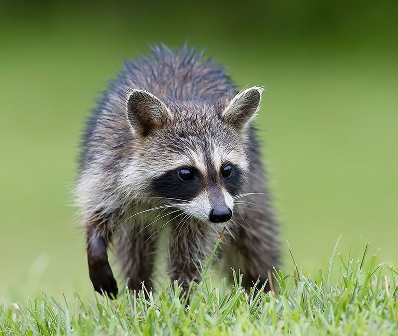 енот обыкновенный, енот-полоскун, raccoon, енот, дикие животные, животные, animals Young Raccoon. Малыш - Енот-полоскун фото превью