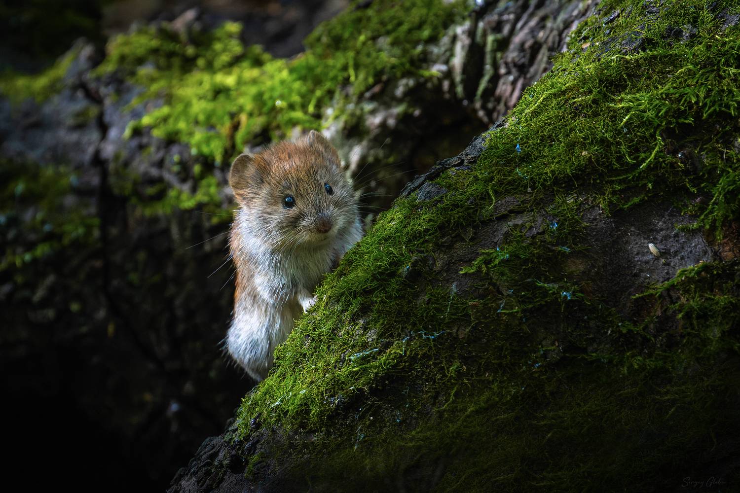 , Глебов Сергей