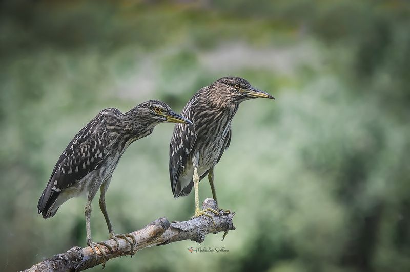 фотоохота, птица, кваква, цапля Юные кваквы. фото превью