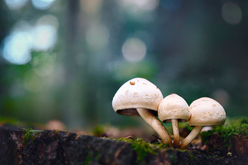 Грибок фото превью