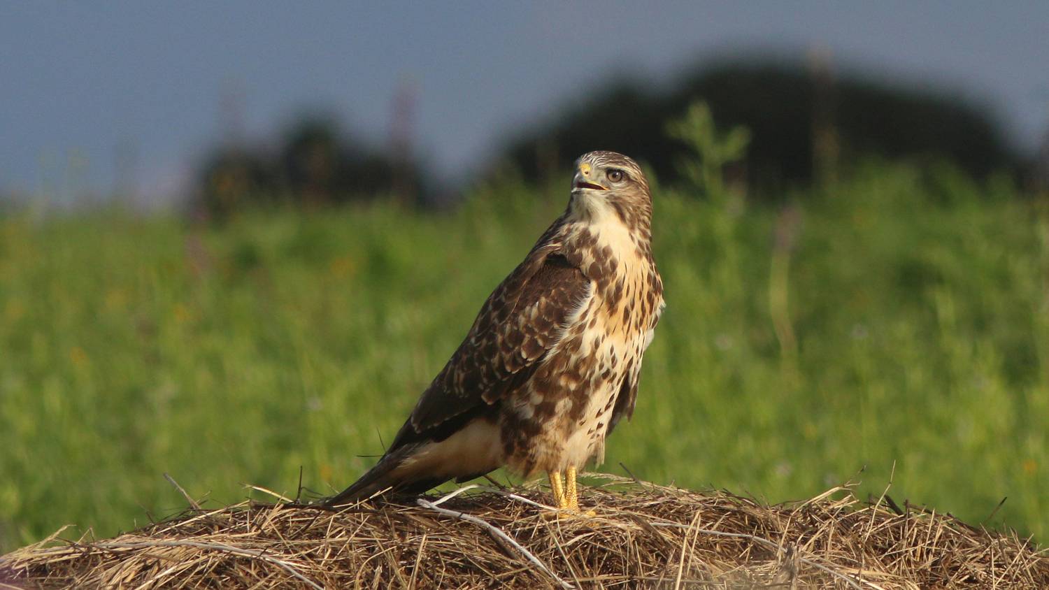 обыкновенный канюк, канюк, сарыч, buteo buteo, common buzzard, buzzard, Бондаренко Георгий