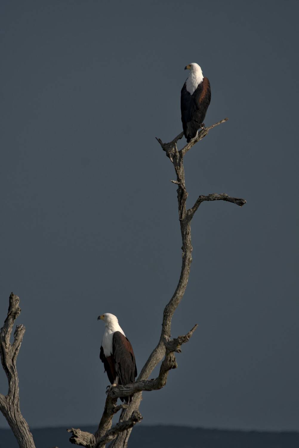 , Николай Потапов