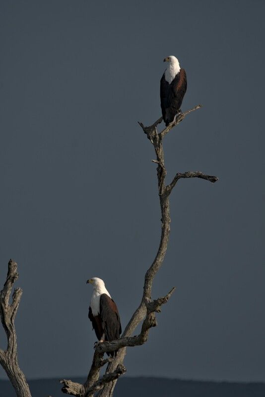 Стражи саванны фото превью