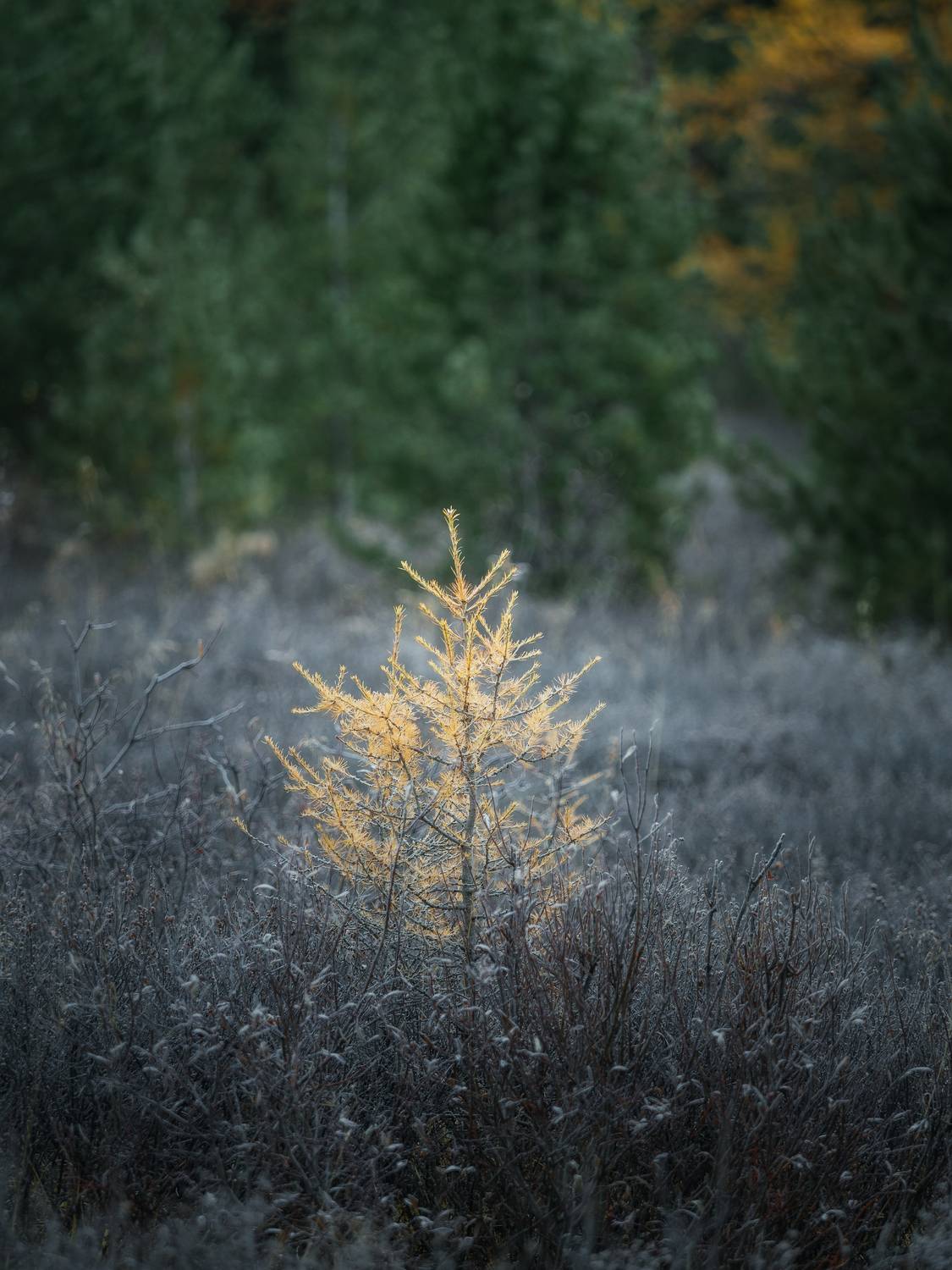 , Мозжухин Максим