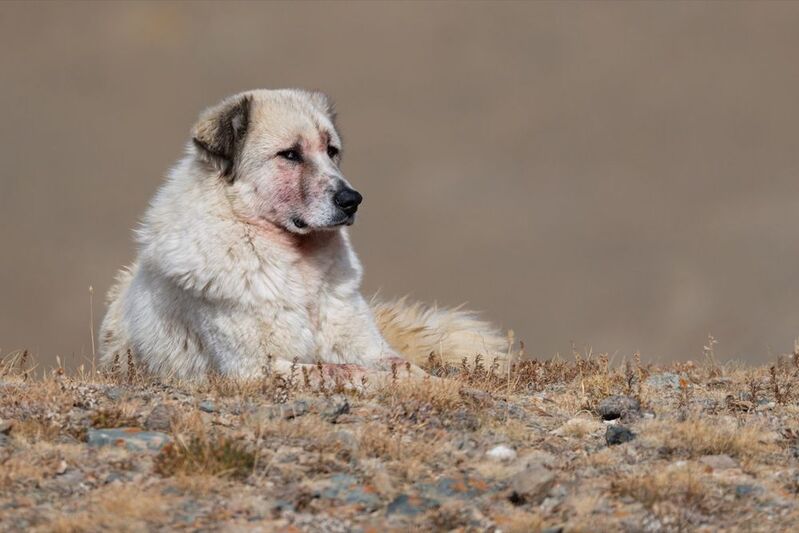 собака, алтай Пастух фото превью