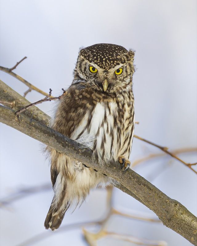 воробьиный сычик, воробьиный сыч, сова, птицы,, красная книга  фото превью